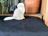 Hari̇ka Scotti̇sh Fold Bebeği̇mi̇z
