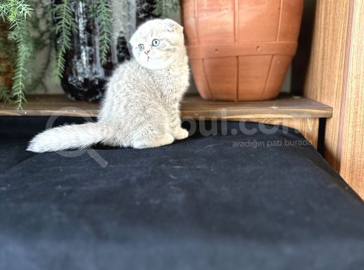 Hari̇ka Scotti̇sh Fold Bebeği̇mi̇z görsel
