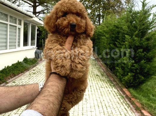 4 Aylik Di̇şi̇ Poodle Bebeği̇mi̇z Aşili görsel