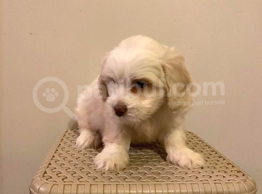 Mini Boy Maltese Terrier görsel