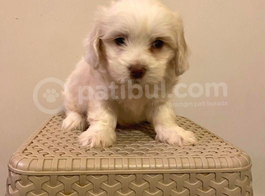 Mini Boy Maltese Terrier
