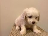 Mini Boy Maltese Terrier