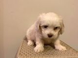 Mini Boy Maltese Terrier