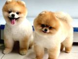 POFUDUK MİNİCİK POMERANİAN BOO YAVRULAR