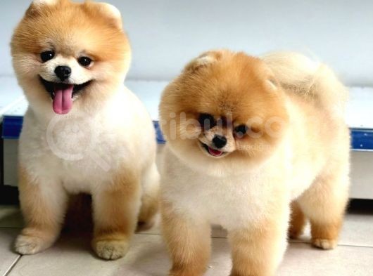 Pofuduk Mi̇ni̇ci̇k Pomerani̇an Boo Yavrular