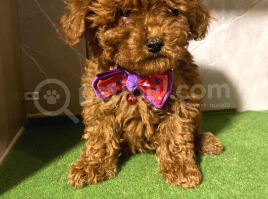 F1 Teacup Toy Poodle Yavrular