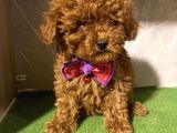 F1 Teacup Toy Poodle Yavrular