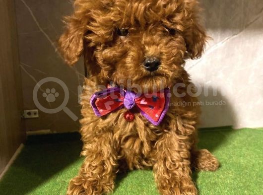 F1 Teacup Toy Poodle Yavrular görsel