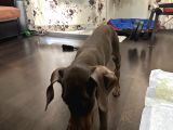 Erkek Kızıl Doberman