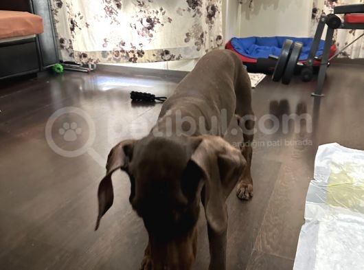 Erkek Kızıl Doberman görsel