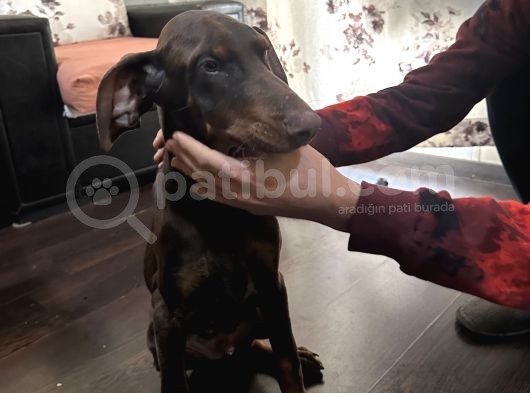 Erkek Kızıl Doberman
