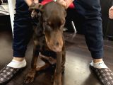 Erkek Kızıl Doberman