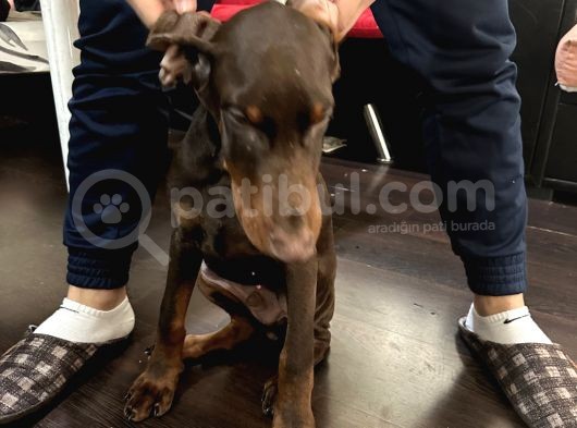 Erkek Kızıl Doberman görsel