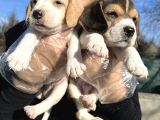 Elizabeth Beagle Yavrularımız