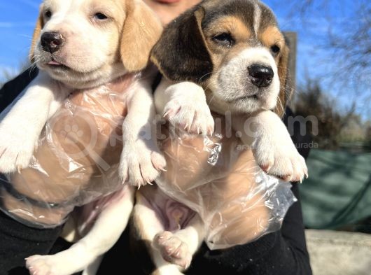 Elizabeth Beagle Yavrularımız