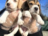 Elizabeth Beagle Yavrularımız