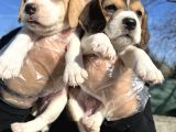 Elizabeth Beagle Yavrularımız