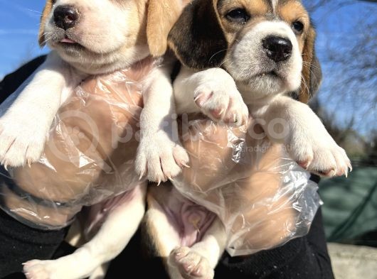 Elizabeth Beagle Yavrularımız görsel