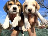 Elizabeth Beagle Yavrularımız