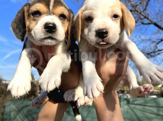 Elizabeth Beagle Yavrularımız görsel