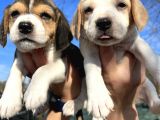 Elizabeth Beagle Yavrularımız