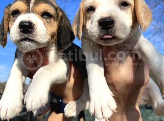 Elizabeth Beagle Yavrularımız görsel