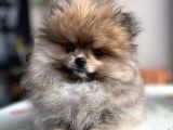 Pomeranian Boo Erkek Bebek