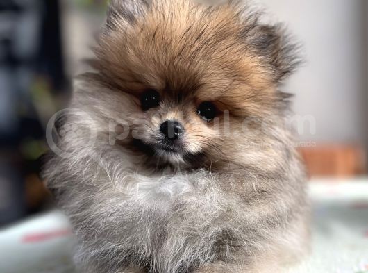 Pomeranian Boo Erkek Bebek görsel