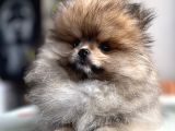 Pomeranian Boo erkek Bebek
