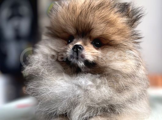 Pomeranian Boo Erkek Bebek