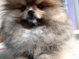 Pomeranian Boo Erkek Bebek