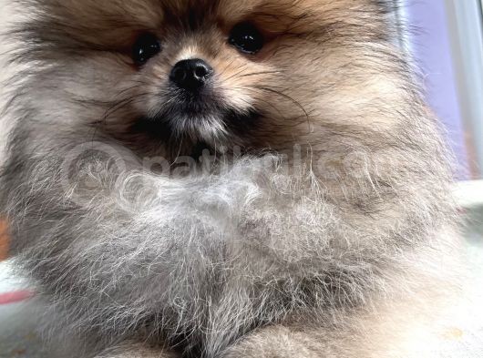 Pomeranian Boo Erkek Bebek görsel