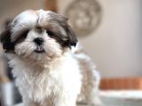 Shihtzu Korsan Kız Bebek