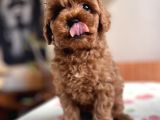 Toy Poodle Red Apricot Yavrular
