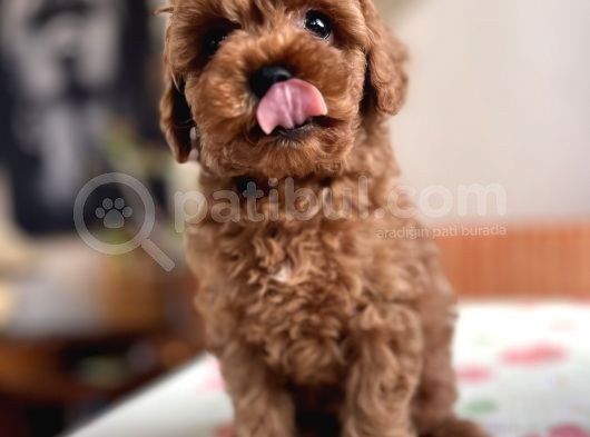 Toy Poodle Red Apricot Yavrular görsel
