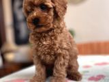 Toy Poodle Red Apricot Yavrular