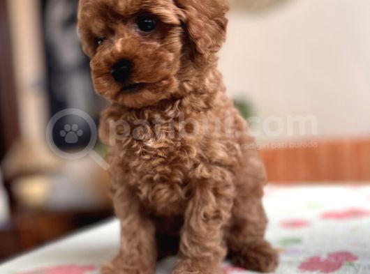Toy Poodle Red Apricot Yavrular görsel