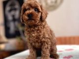 Toy Poodle red apricot yavrular