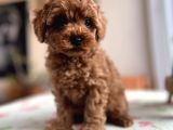 Toy Poodle Red Apricot Yavrular