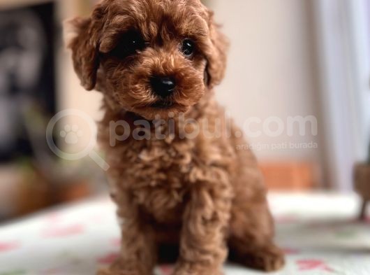 Toy Poodle Red Apricot Yavrular görsel