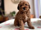 Toy Poodle Red Apricot Yavrular