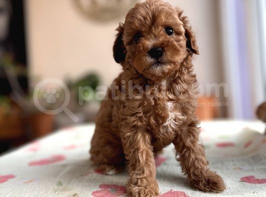 Toy Poodle Red Apricot Yavrular görsel