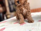 Toy Poodle Red Apricot Yavrular