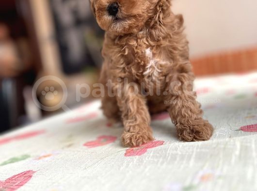 Toy Poodle Red Apricot Yavrular görsel