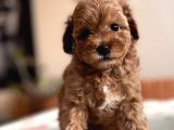 Toy Poodle Red Apricot Yavrular