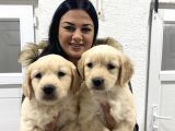 Safkan Golden Retriever Yavrularım