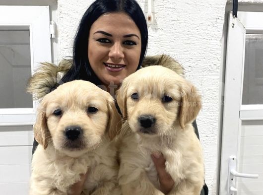 Safkan Golden Retriever Yavrularım görsel