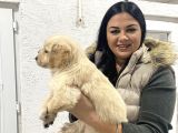 Safkan Golden Retriever Yavrularım