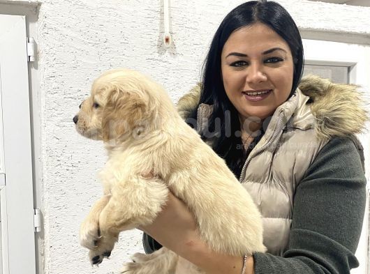 Safkan Golden Retriever Yavrularım görsel