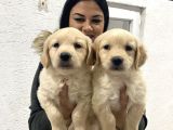 Safkan Golden Retriever Yavrularım